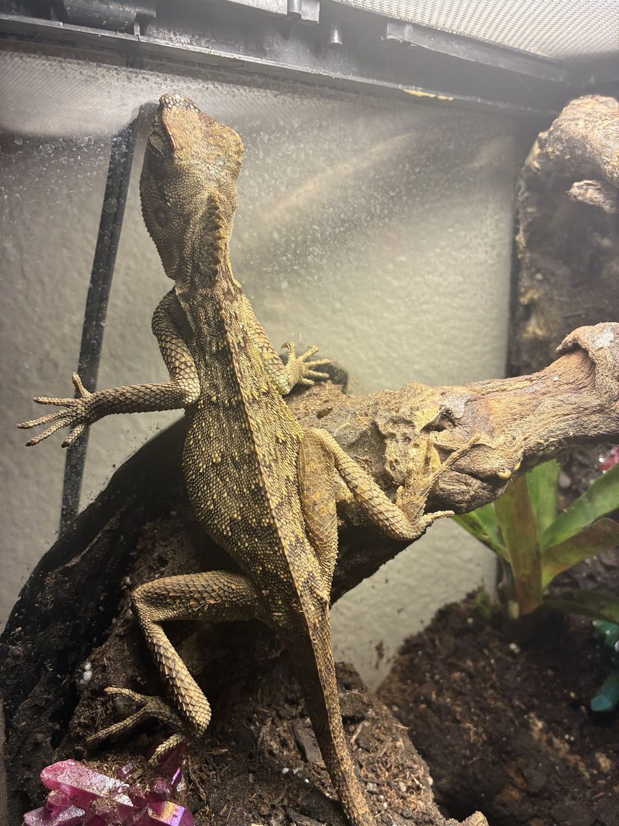 Mountain Horned Lizard