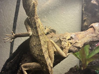 Mountain Horned Lizard