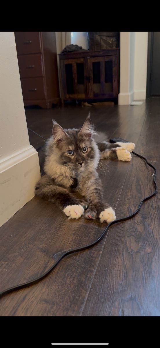 Future European Maine Coon Kittens Mainecoon