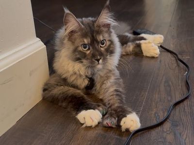 Future European Maine Coon Kittens Mainecoon