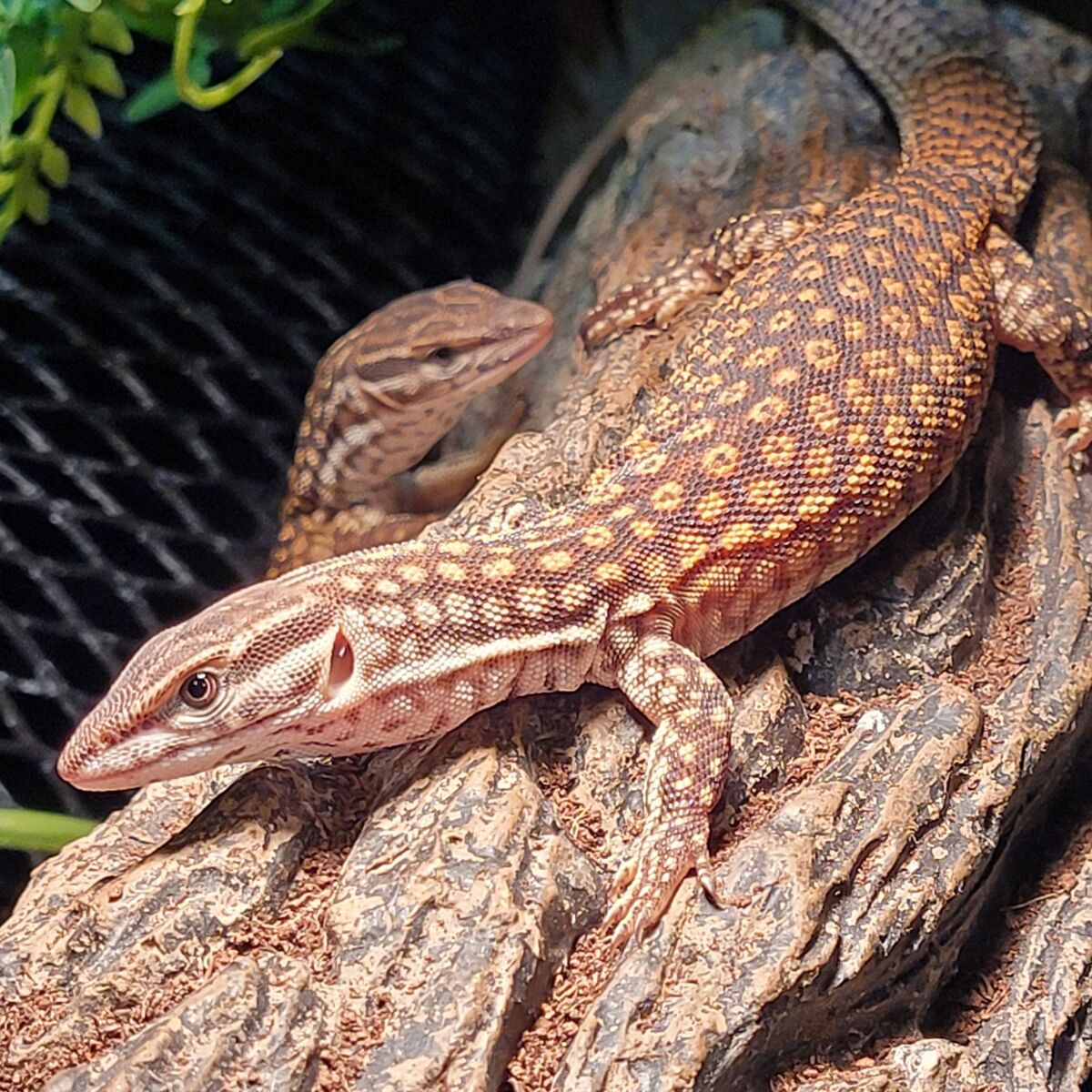 Red Ackie Monitors
