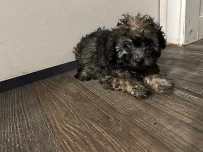 Schnauzer/ poodle puppies for sale