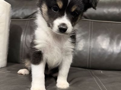 Mini Aussie Shepherd