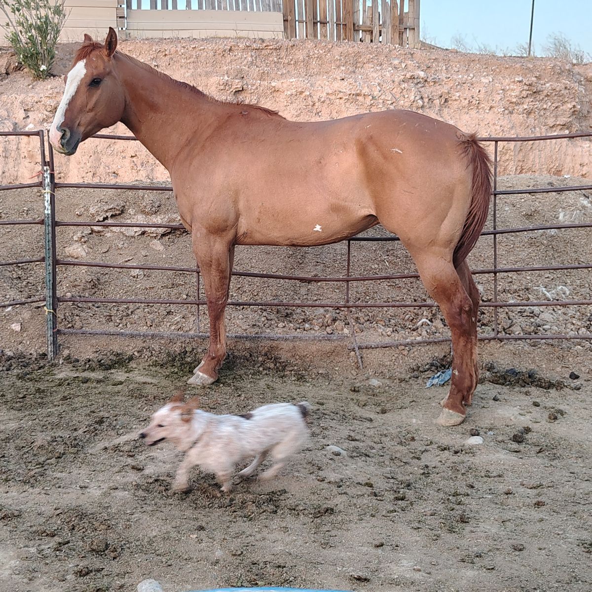 Big stout red run gelding