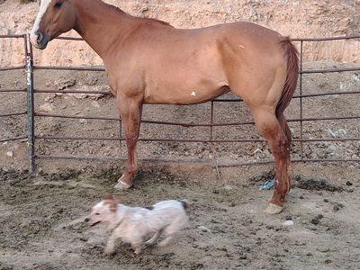 Big stout red run gelding