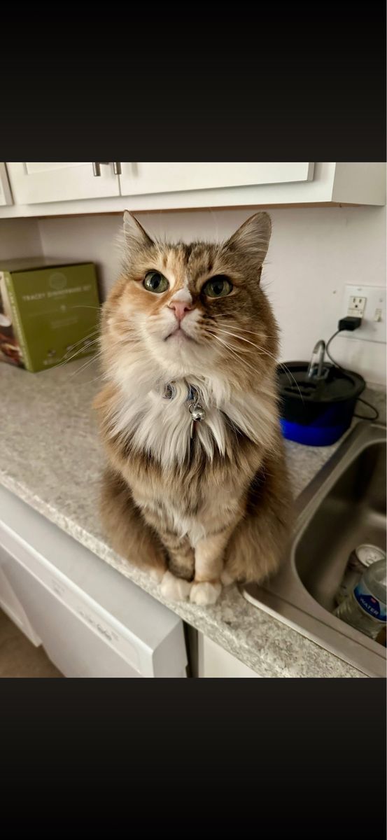 Lost Cat Salt Lake City / Millcreek $1,000 Reward