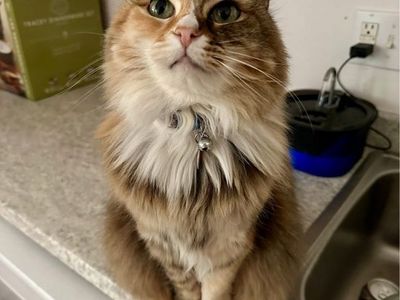 Lost Cat Salt Lake City / Millcreek $1,000 Reward