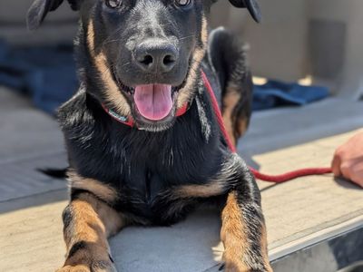 German Shepherd Puppy With Training Supports