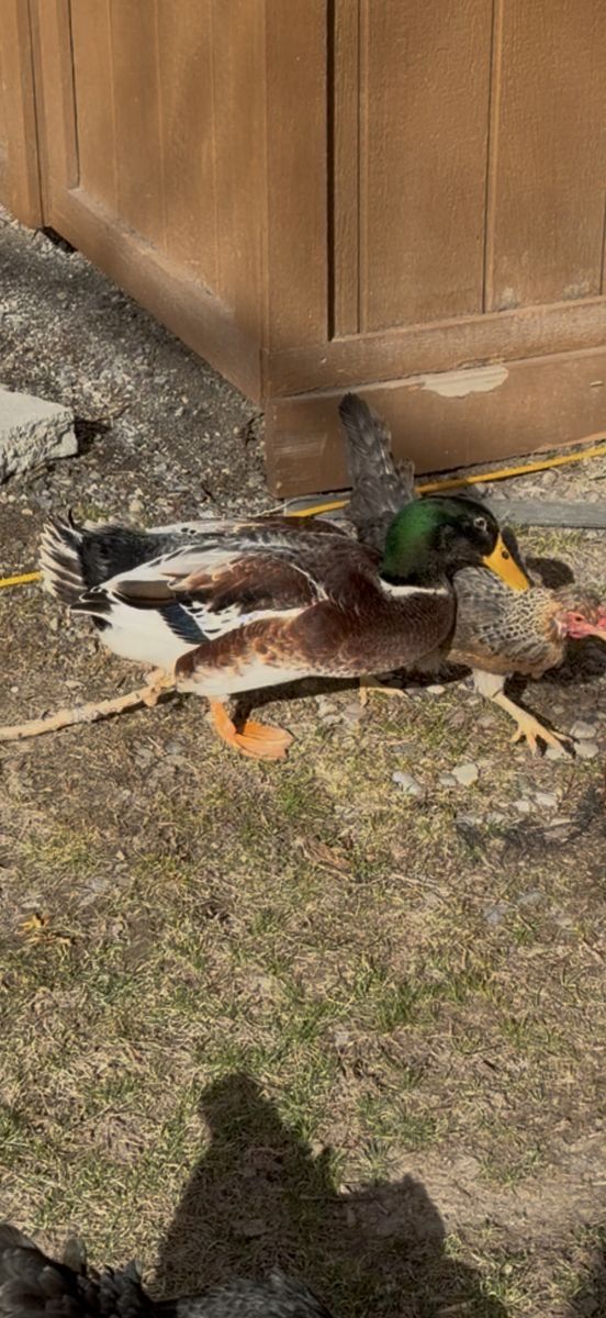 Male And Female Ducks