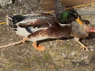 Male And Female Ducks