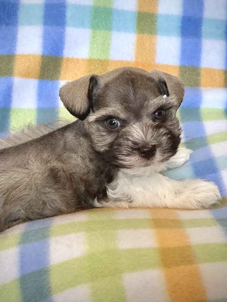 AKC Miniature Schnauzer Puppy