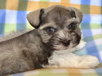 AKC Miniature Schnauzer Puppy