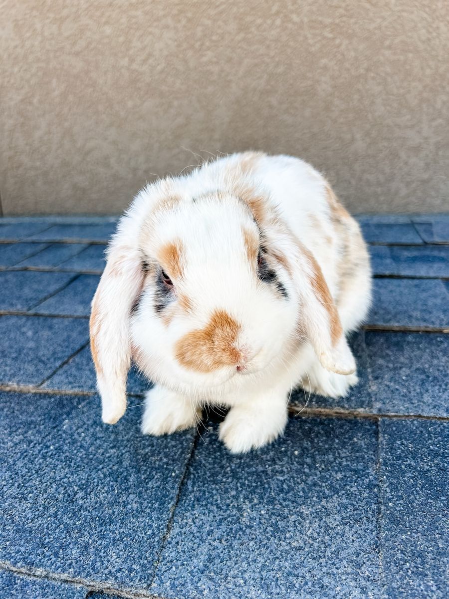 Broken Harlequin Doe holland lop