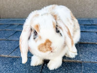 Broken Harlequin Doe holland lop