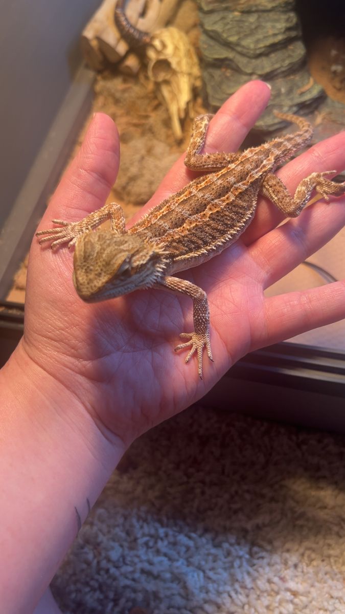 Bearded dragon