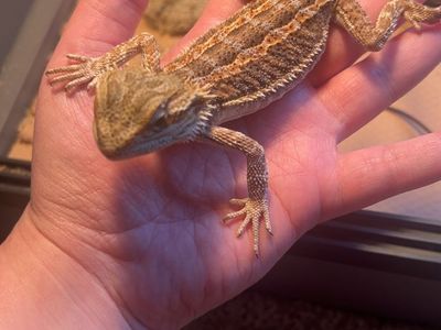 Bearded dragon
