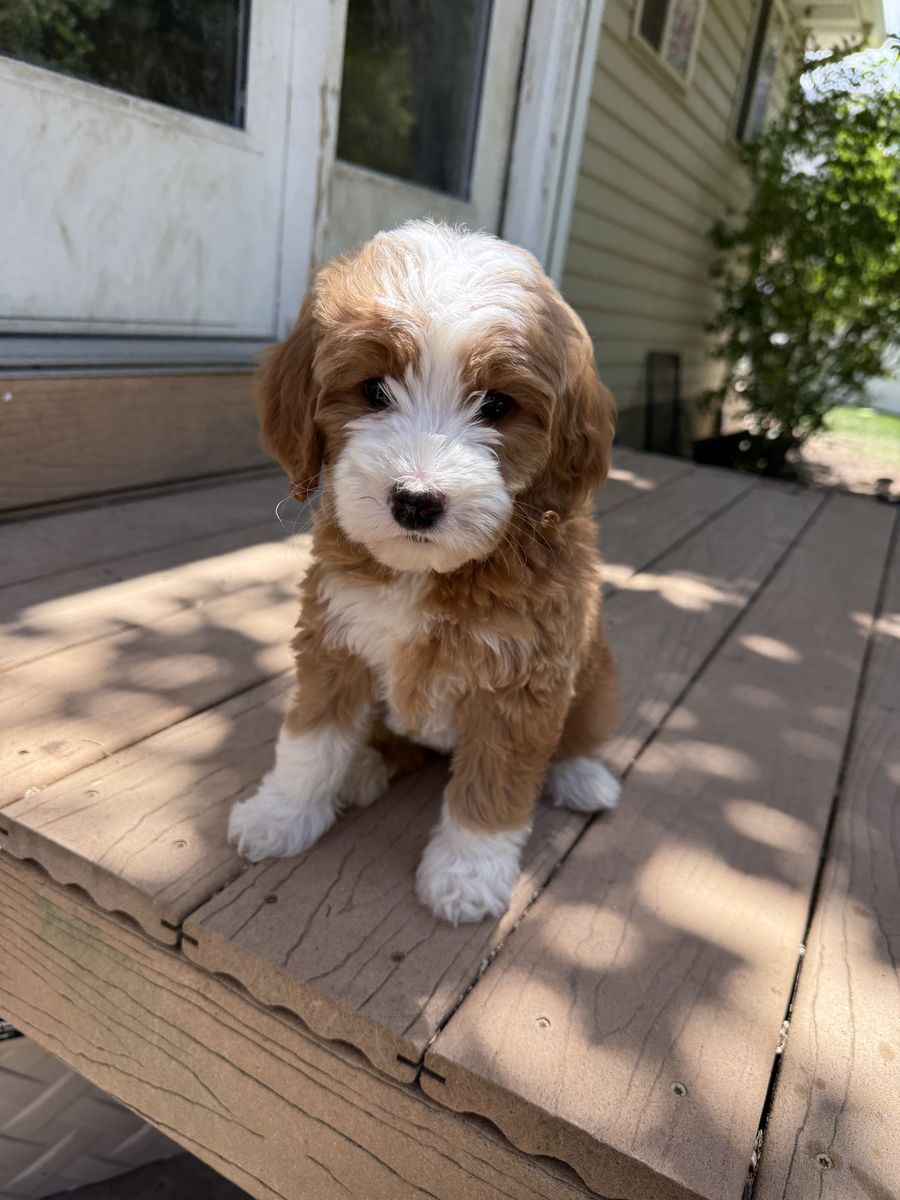 Mini Goldendoodle Puppies - FREE Transportation to Twin Falls & Boise