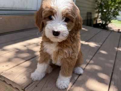 Mini Goldendoodle Puppies - FREE Transportation to Twin Falls & Boise