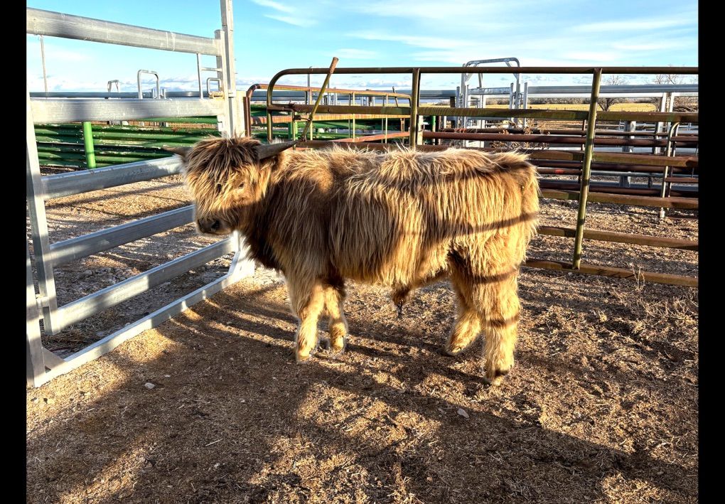 Beauitiful AHCA Scottish Highland Bulls