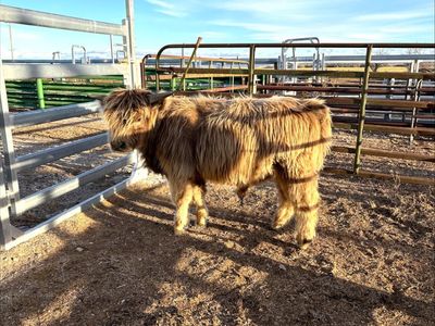 Beauitiful AHCA Scottish Highland Bulls