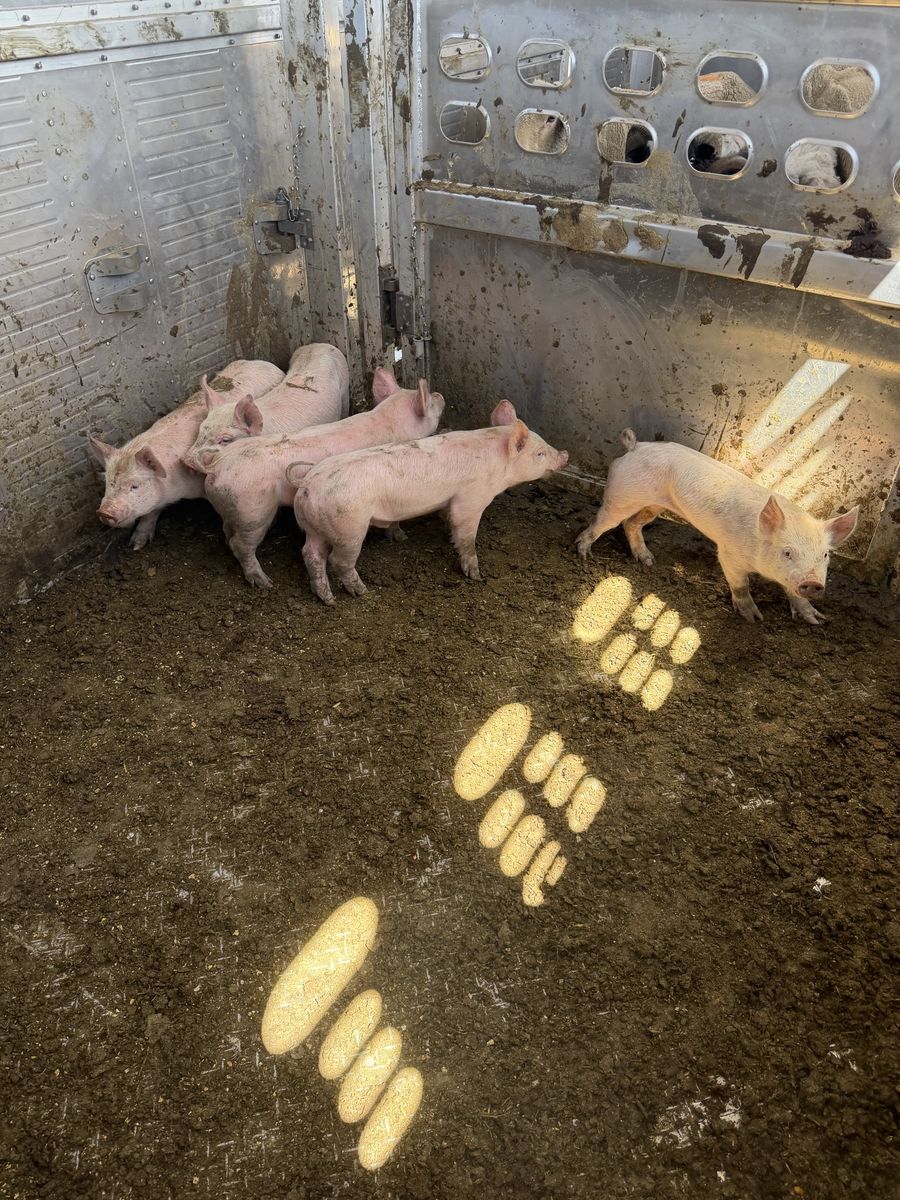 Roaster pigs