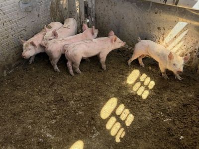 Roaster pigs