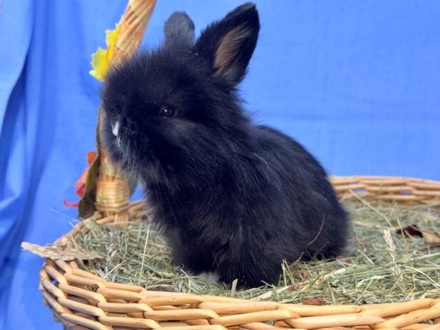 Sweet 5-Week-Old Lionhead / Holland Lop Mix Bunnies!