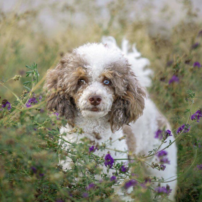 Mini Poodle, proven stud, free & clear