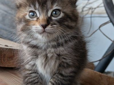 Kittens