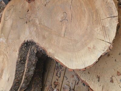 Live Edge Silver Maple "L" Slabs, $10 BOARD Ft