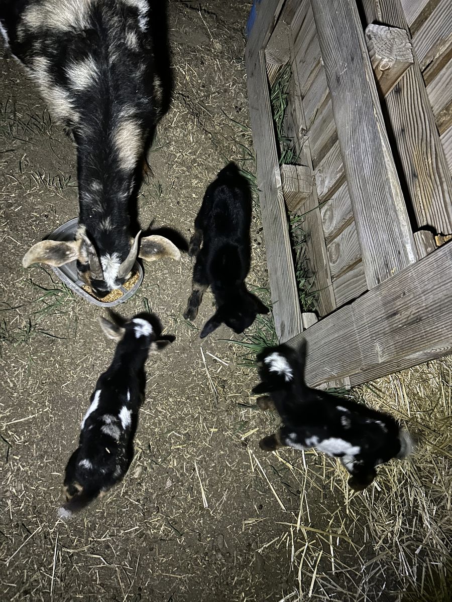 Nubian/Nigerian Dwarf Cross Babies