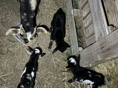 Nubian/Nigerian Dwarf Cross Babies