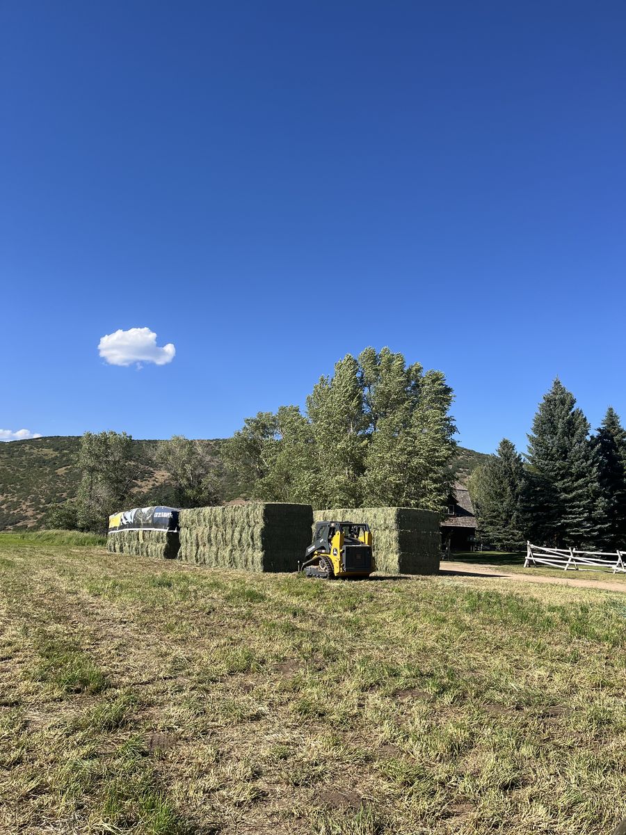 Grass/alfalfa hay 