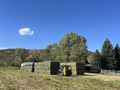 Grass/alfalfa hay