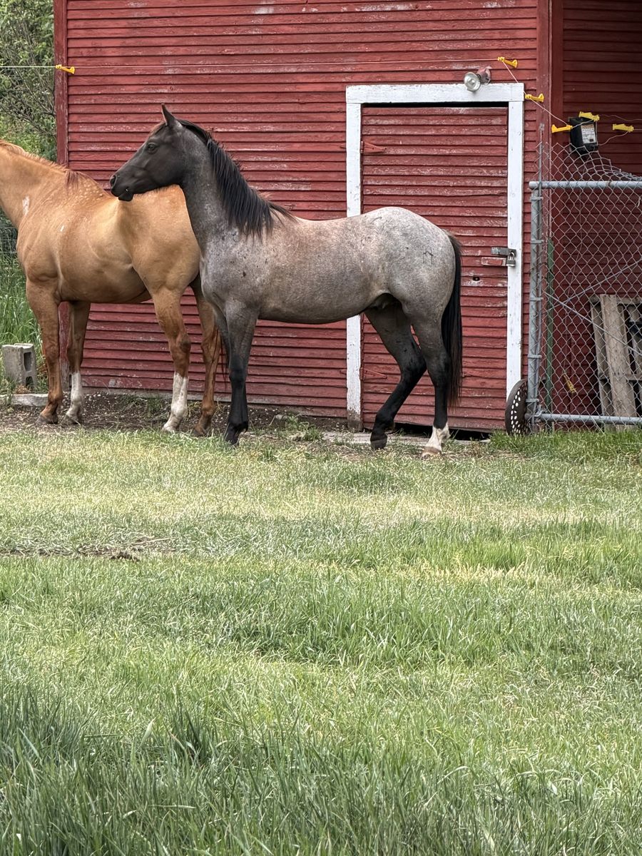 2-Year-Old AQHA Registered Blue Roan Gelding - CB BluePepperedMusic