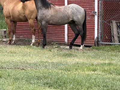 2-Year-Old AQHA Registered Blue Roan Gelding - CB BluePepperedMusic