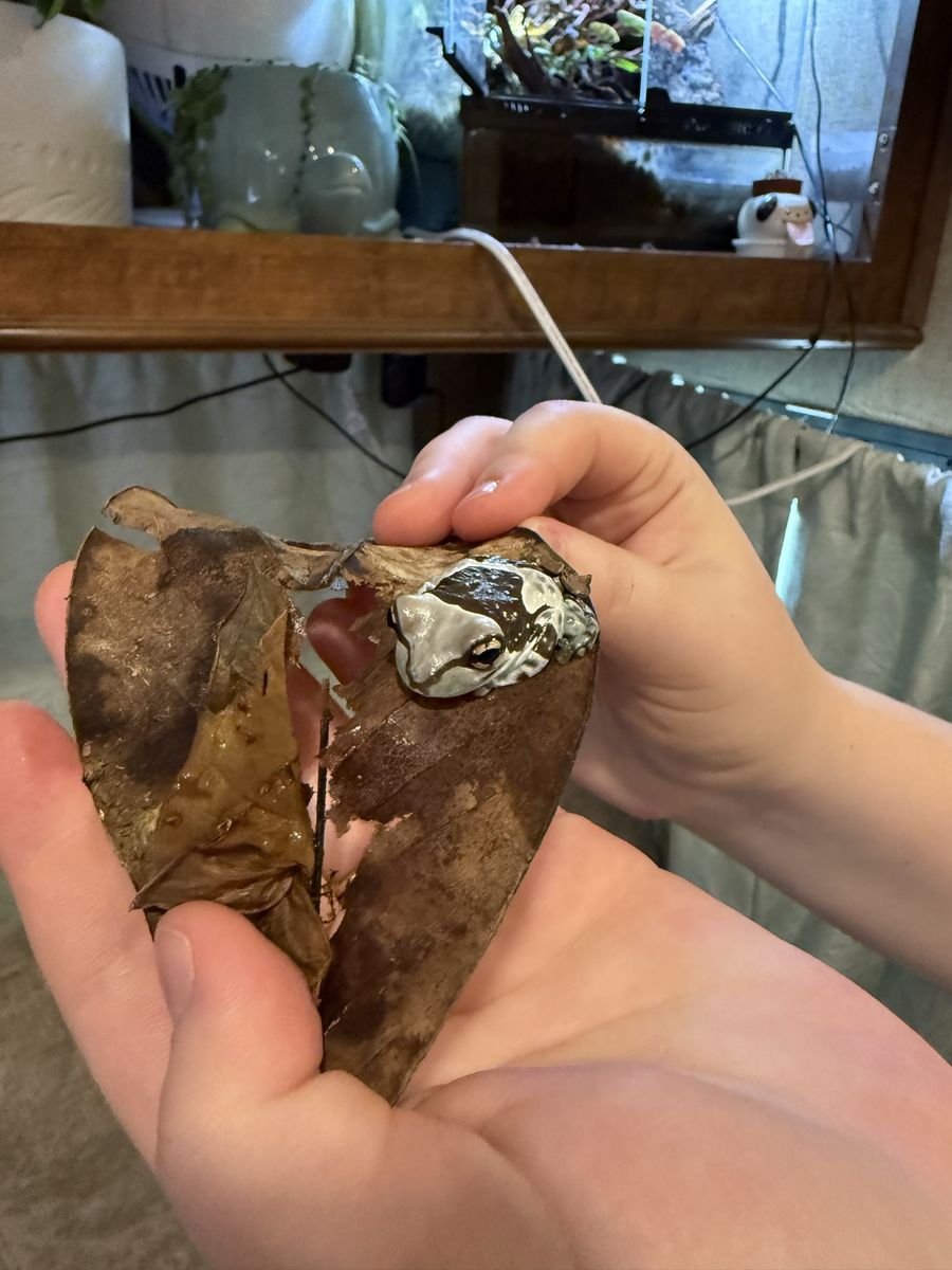 Amazon milk frog
