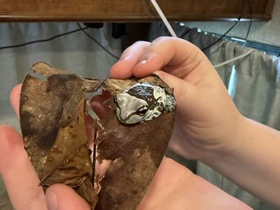 Amazon milk frog