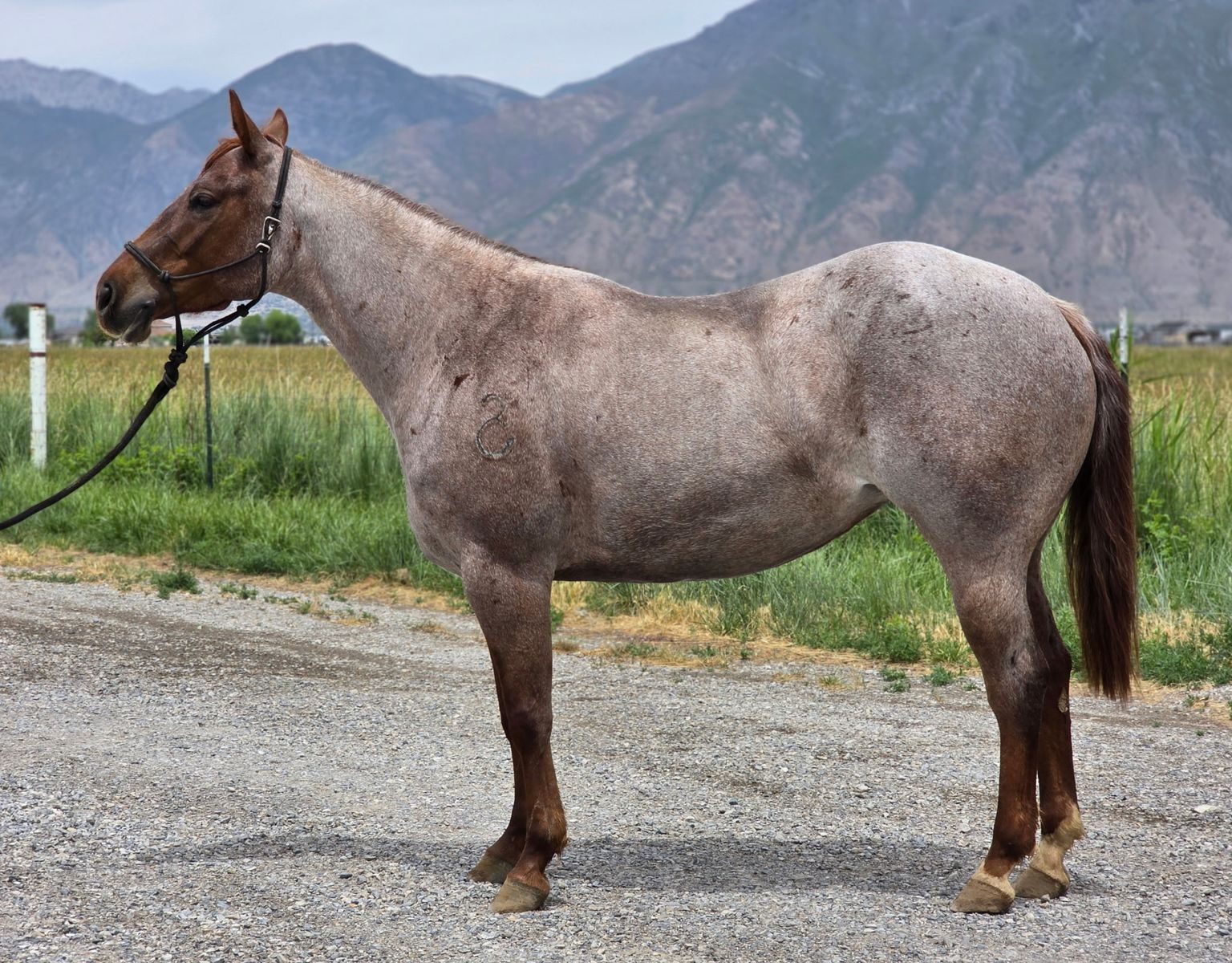 Stocky 3 year old red roan mare
