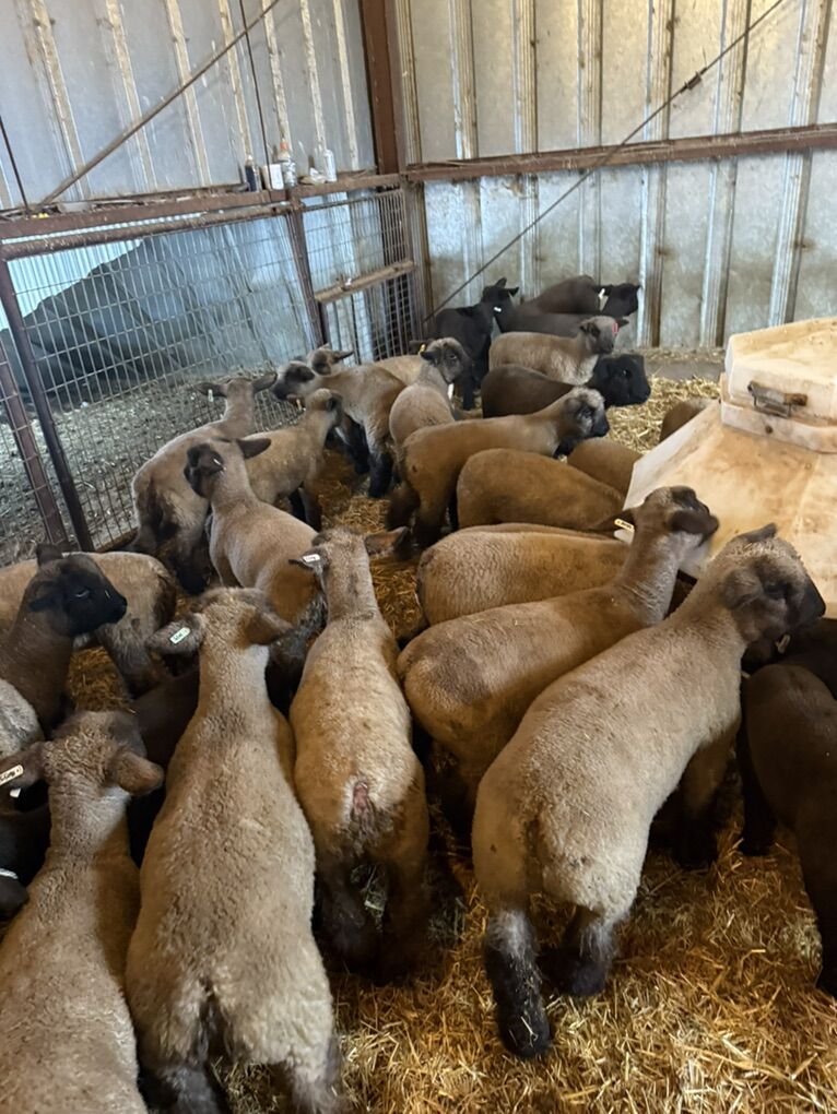 Competitive 4h Show Lambs