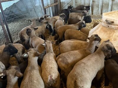January Born Competitive 4h Show Lambs