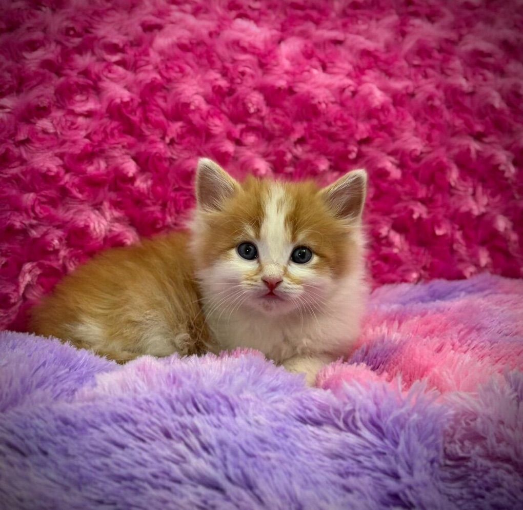 Kittens From Ragdoll And Maine Coon Like Lineage