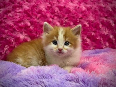 Kittens From Ragdoll And Maine Coon Like Lineage