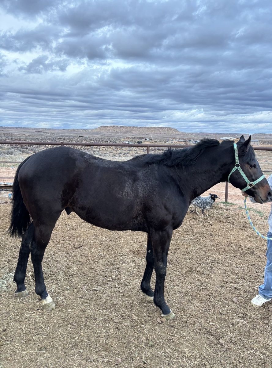 4 yr old TB stud