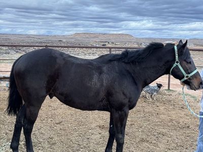 4 yr old TB stud