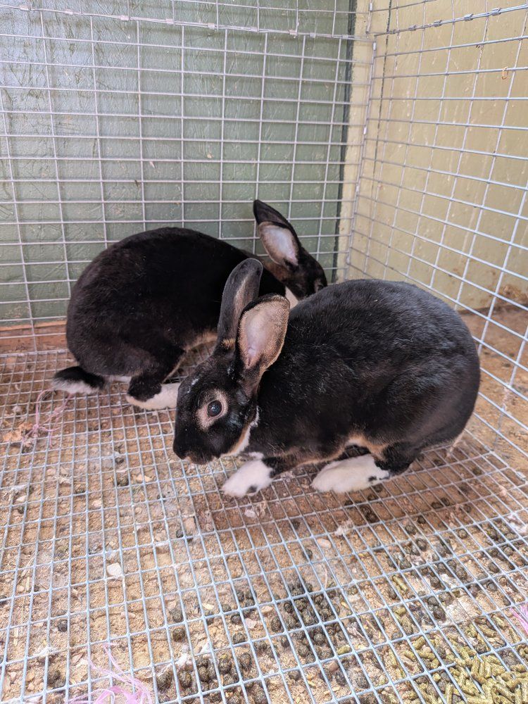 rex rabbits