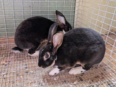 rex rabbits
