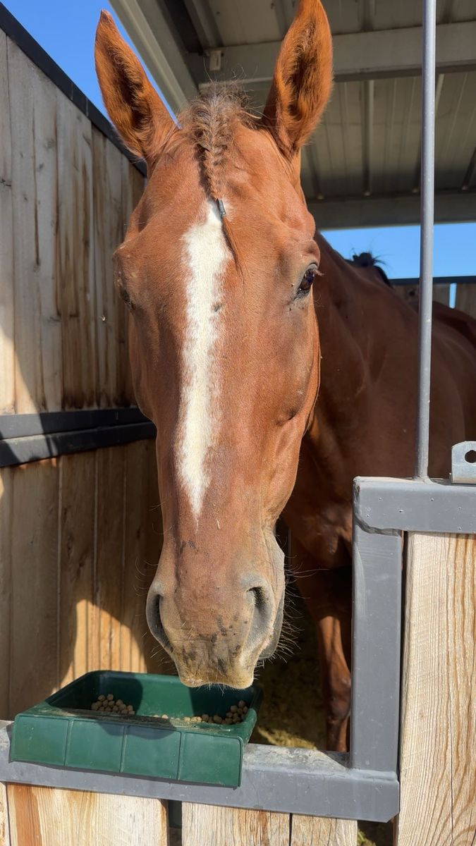 10 YO Thoroughbred gelding