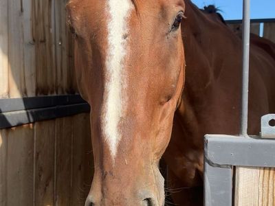 10 YO Thoroughbred gelding