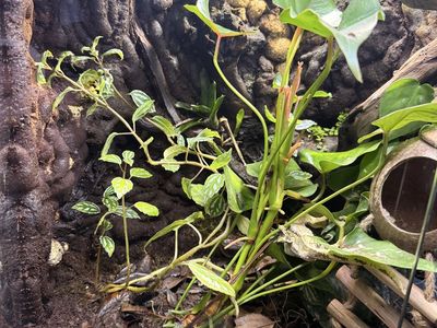 Crested Gecko Breeding Pair Setup